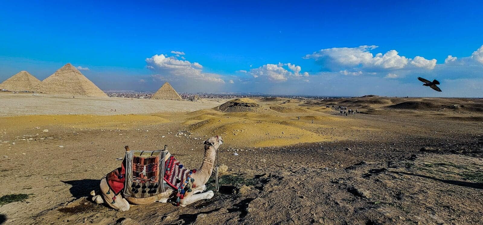 Pyramid Camel Ride